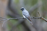 Image. Black-faced Cuckooshrike
