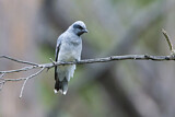 Image. Black-faced Cuckooshrike