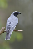 Image. Black-faced Cuckooshrike