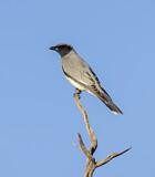 Image. Black-faced Cuckooshrike