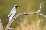 Image. Black-faced Cuckooshrike