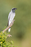 Image. Black-faced Cuckooshrike