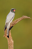 Image. Black-faced Cuckooshrike