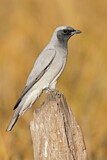 Image. Black-faced Cuckooshrike