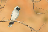 Image. Black-faced Cuckooshrike