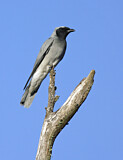 Image. Black-faced Cuckooshrike