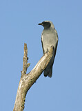 Image. Black-faced Cuckooshrike