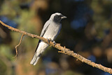 Image. Black-faced Cuckooshrike