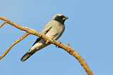 Image. Black-faced Cuckooshrike