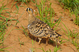 Image. Black-faced Sandgrouse
