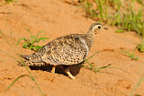Image. Black-faced Sandgrouse