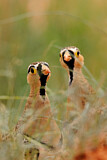 Image. Black-faced Sandgrouse