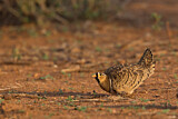 Image. Black-faced Sandgrouse