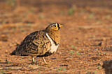 Image. Black-faced Sandgrouse