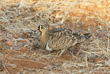 Image. Black-faced Sandgrouse