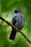 Image. Black-faced Solitaire