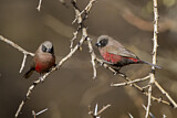 Image. Black-faced Waxbill