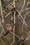 Image. Black-faced Waxbill