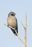 Image. Black-faced Woodswallow