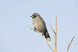 Image. Black-faced Woodswallow