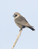 Image. Black-faced Woodswallow