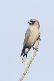 Image. Black-faced Woodswallow