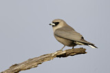 Image. Black-faced Woodswallow