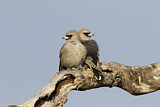 Image. Black-faced Woodswallow