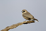 Image. Black-faced Woodswallow