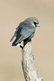 Image. Black-faced Woodswallow