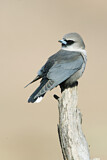 Image. Black-faced Woodswallow