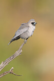 Image. Black-faced Woodswallow