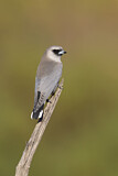 Image. Black-faced Woodswallow
