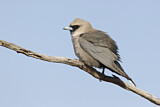 Image. Black-faced Woodswallow