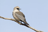 Image. Black-faced Woodswallow
