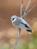 Image. Black-faced Woodswallow