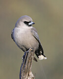 Image. Black-faced Woodswallow