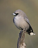 Image. Black-faced Woodswallow