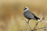 Image. Black-faced Woodswallow