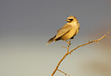 Image. Black-faced Woodswallow
