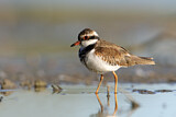 Image. Black-fronted Dotterel