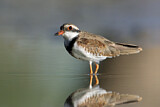Image. Black-fronted Dotterel