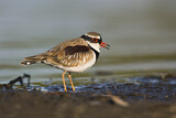 Image. Black-fronted Dotterel