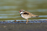 Image. Black-fronted Dotterel