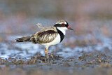 Image. Black-fronted Dotterel