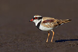 Image. Black-fronted Dotterel
