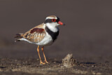 Image. Black-fronted Dotterel