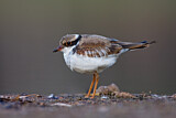 Image. Black-fronted Dotterel
