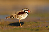 Image. Black-fronted Dotterel