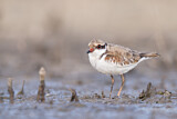 Image. Black-fronted Dotterel